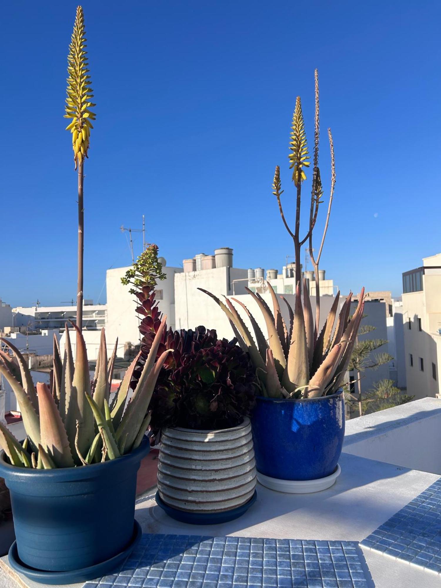 La Buganvilla Rooms Arrecife  Zewnętrze zdjęcie