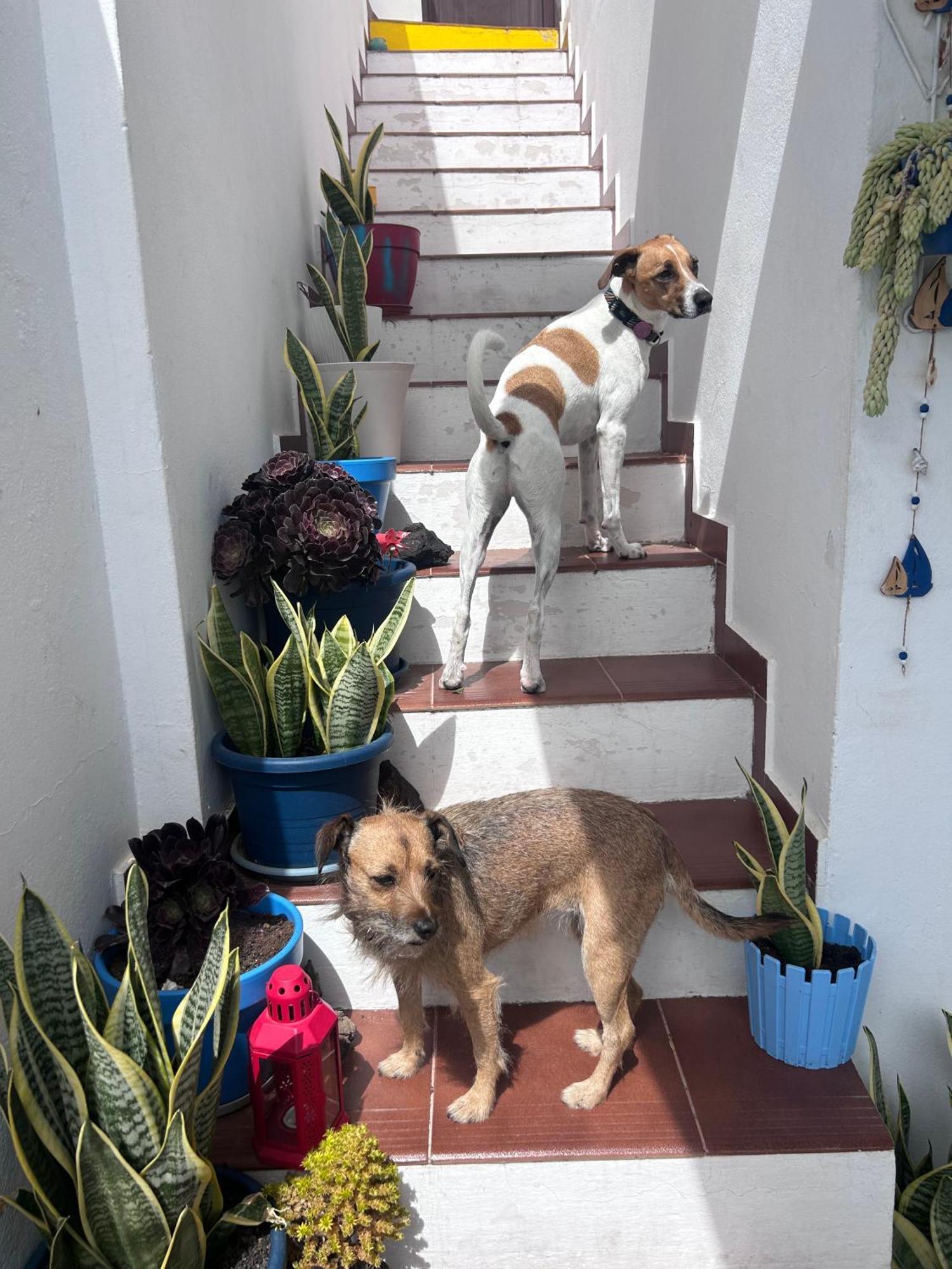 La Buganvilla Rooms Arrecife  Zewnętrze zdjęcie